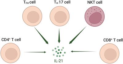 Therapeutic potential of interleukin-21 in cancer